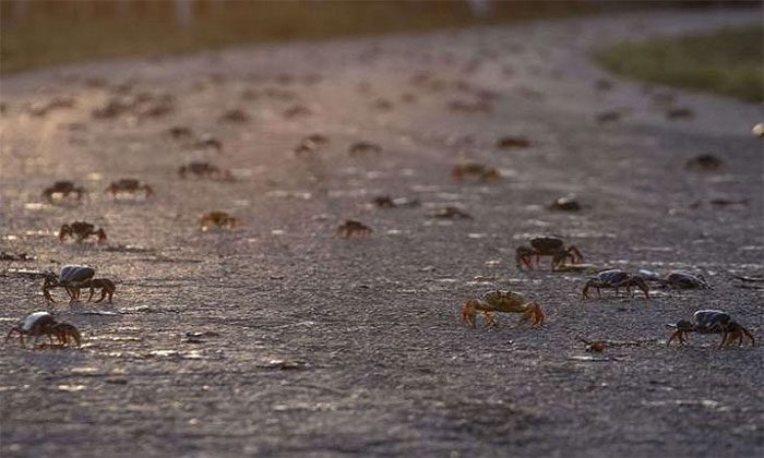 This year, the crabs started migrating early.