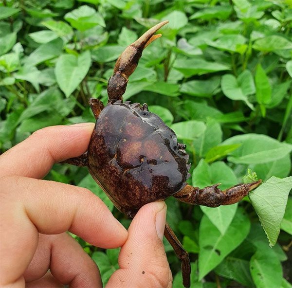 Freshwater crab