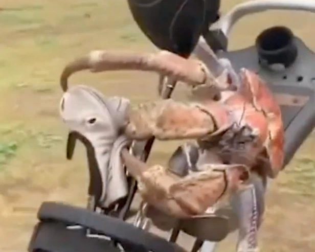 Coconut crab stealing golf club.