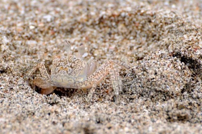Ghost Crab