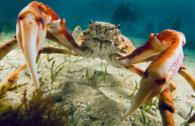 Close-up of a spider crab
