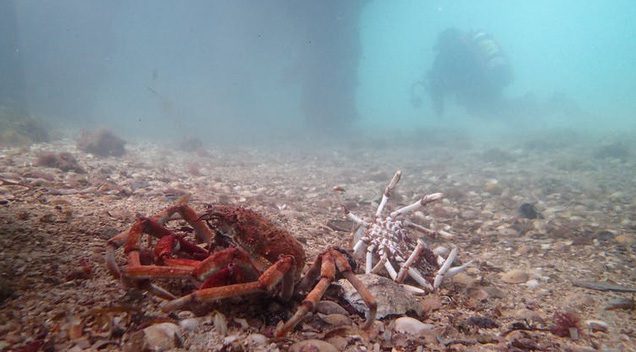 A spider crab that has just molted next to its old shell