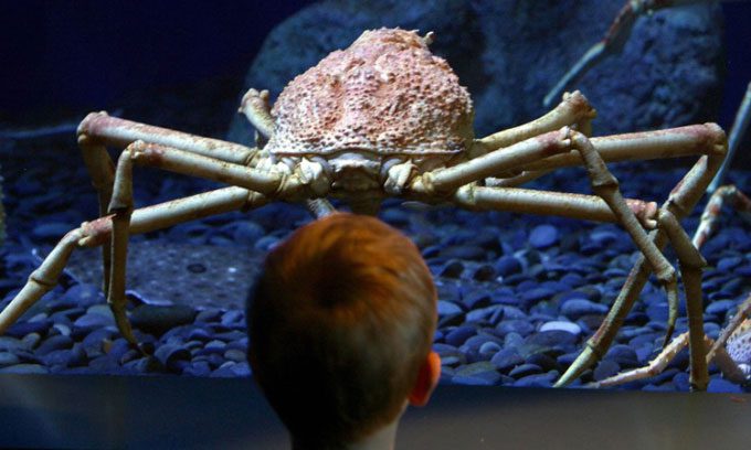Giant Spider Crab