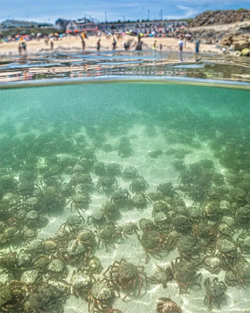 Spider crabs invade shallow waters at a beach in St Ives, Cornwall, UK to molt.