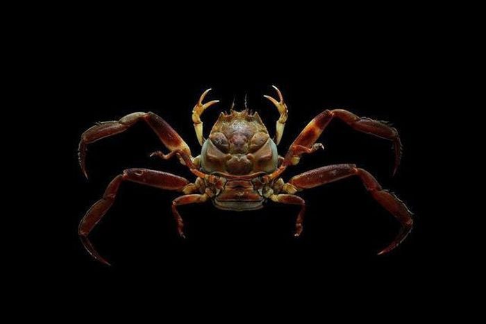 Heikegani crab is scientifically named Heikeopsis japonica