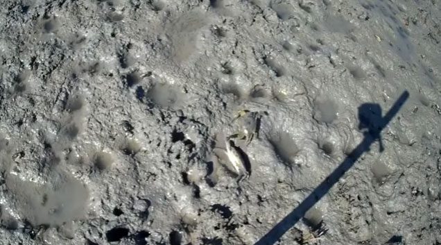 Blue crabs hunt by digging holes in the mud, creating shallow water pools and lying in wait.