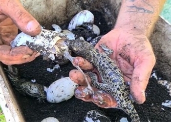 cuba runs to save the rarest crocodile species on earth 122792