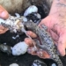 cuba runs to save the rarest crocodile species on earth 122792