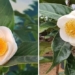 cuc truong cuc trong trot cho hay bach hai duong la cay rat binh thuong hay nho bai hoc lan dot bien 119967