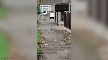 A mouse fighting two birds.