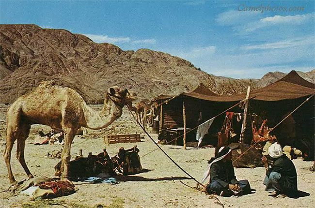 The Bedouin are known as nomadic people who enjoy wandering in the deserts.