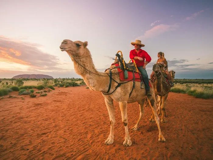 Camel Rides