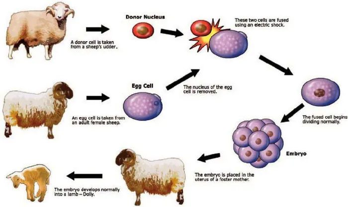 The method used to clone Dolly the sheep.