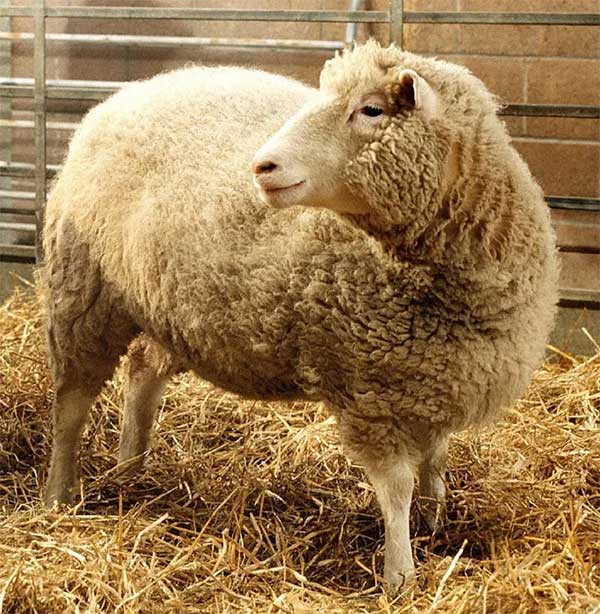 Dolly, the sheep who lived from 1996 to 2003, was the first clone of an adult mammal.