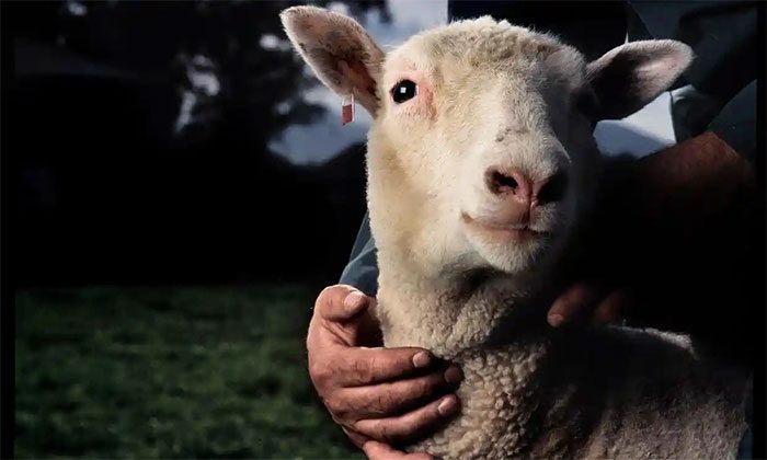Dolly the sheep created at the Roslin Institute, which contributed to this research.