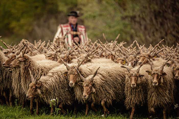 Racka sheep tend to graze in herds, forming large groups in the pasture.