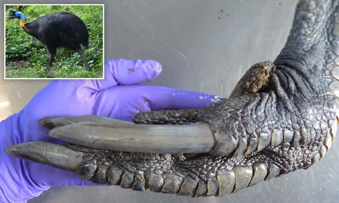 The sharp claws of the cassowary are likened to dinosaur feet.