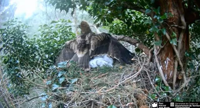 Mother eagle shielding her chick.