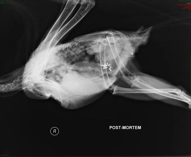 X-ray of a Bald Eagle that ingested lead fragments