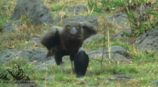 When faced with a foe like the eagle, the cobra appears quite timid and does not dare to attack.