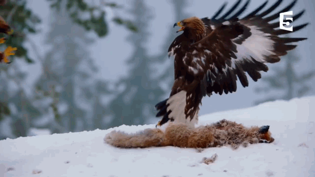  Two creatures known as "sky predators" clash fiercely. 