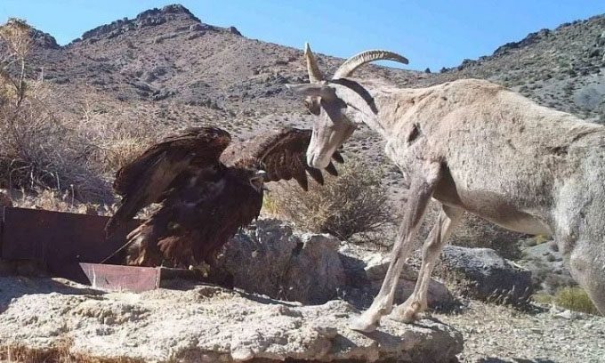 A golden eagle spreads its wings to block the approaching bighorn sheep.