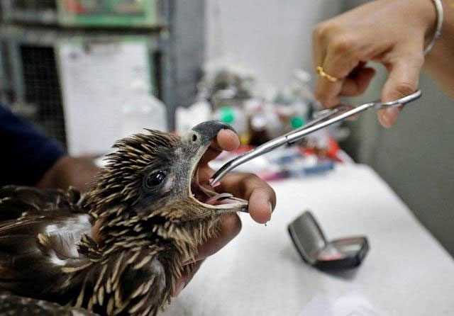 A veterinarian treating an eagle in Ahmedabad.