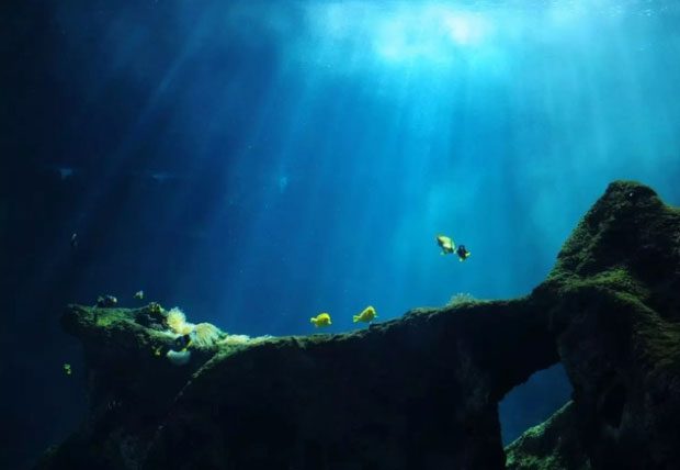 RNA viruses are abundant in the ocean.