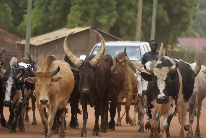 The Dinka regard native cattle as sacred symbols just as much as their livelihood.