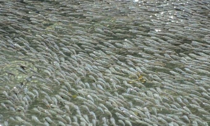 School of sulphur molly fish.