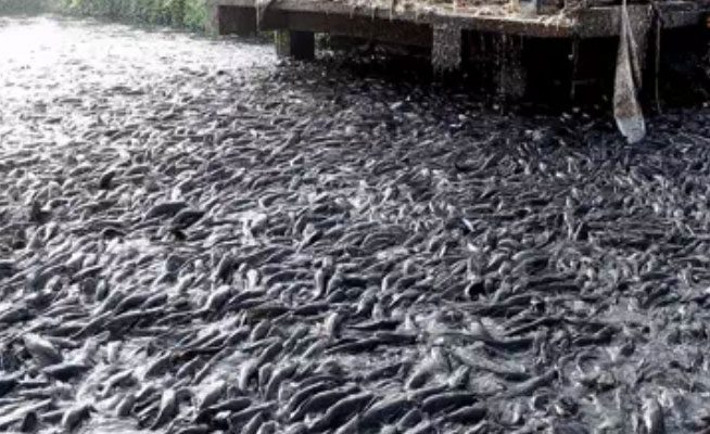 A school of catfish rushing towards the engine.