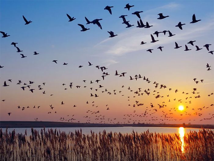 How can animals navigate on their own?