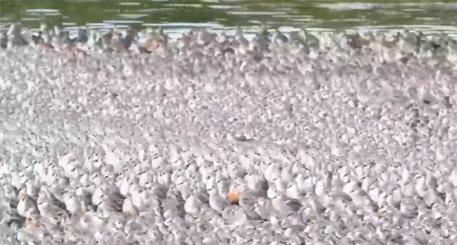 Brown geese crowding the beach at the Wash estuary during high tide.
