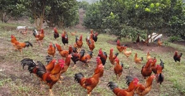 Chickens also have their own social hierarchy.