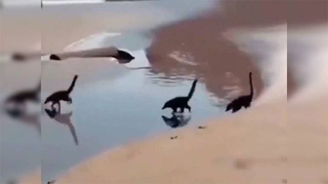 Many netizens have debated about the creatures appearing in the clip.