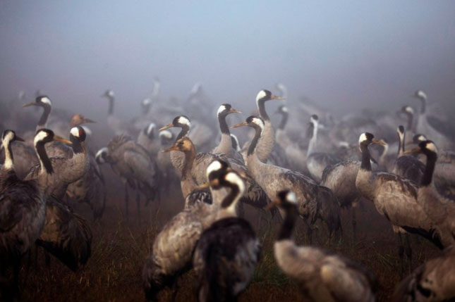 A flock of cranes in the Hula Nature Reserve in November 2020.