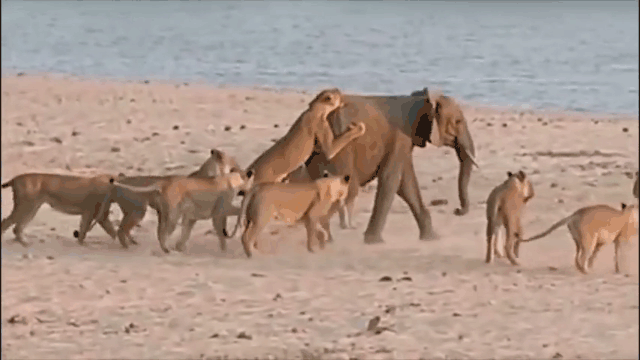 Lionesses jumping onto the back of the young elephant.