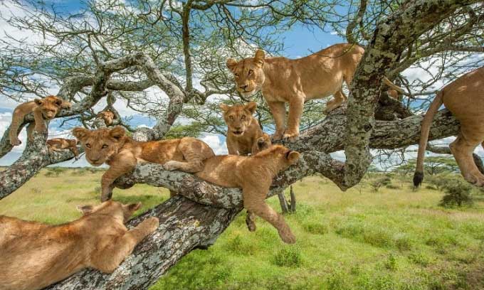 A pride of lions resting on an acacia tree in Serengeti National Park in northern Tanzania.