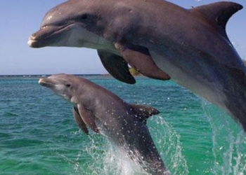 dancing porpoises leap before the ship sailing in khanh hoa coastal area 121209