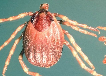 dangerous virus causing deaths up to 40 appears in uk 119634