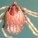dangerous virus causing deaths up to 40 appears in uk 119634