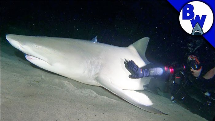 Diver diving into the sea, waking up a sleeping Lemon Shark.