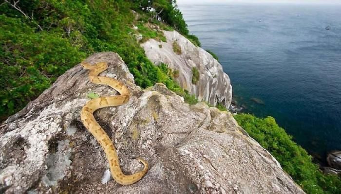 Hundreds of different species of venomous snakes live here.