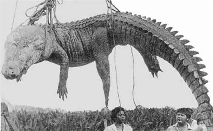 A crocodile carcass found on Ramree Island