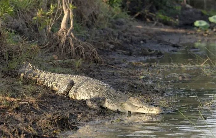 Ramree Island, known for its vast population of saltwater crocodiles.