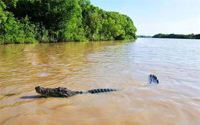 Crocodiles on Ramree Island