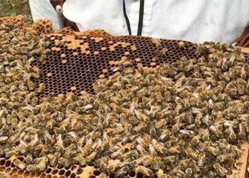 darwin style beekeeping techniques help bees survive and reproduce more 123222