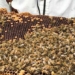 darwin style beekeeping techniques help bees survive and reproduce more 123222