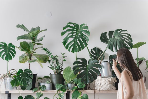 Place Indoor Plants