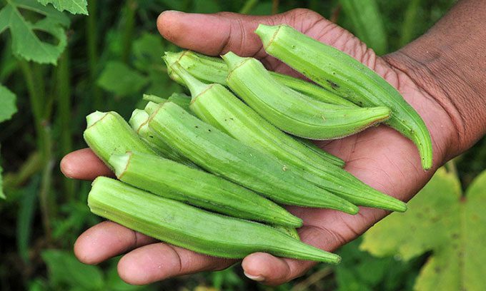 Okra slime can absorb microplastics in water.